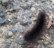 Caterpillar